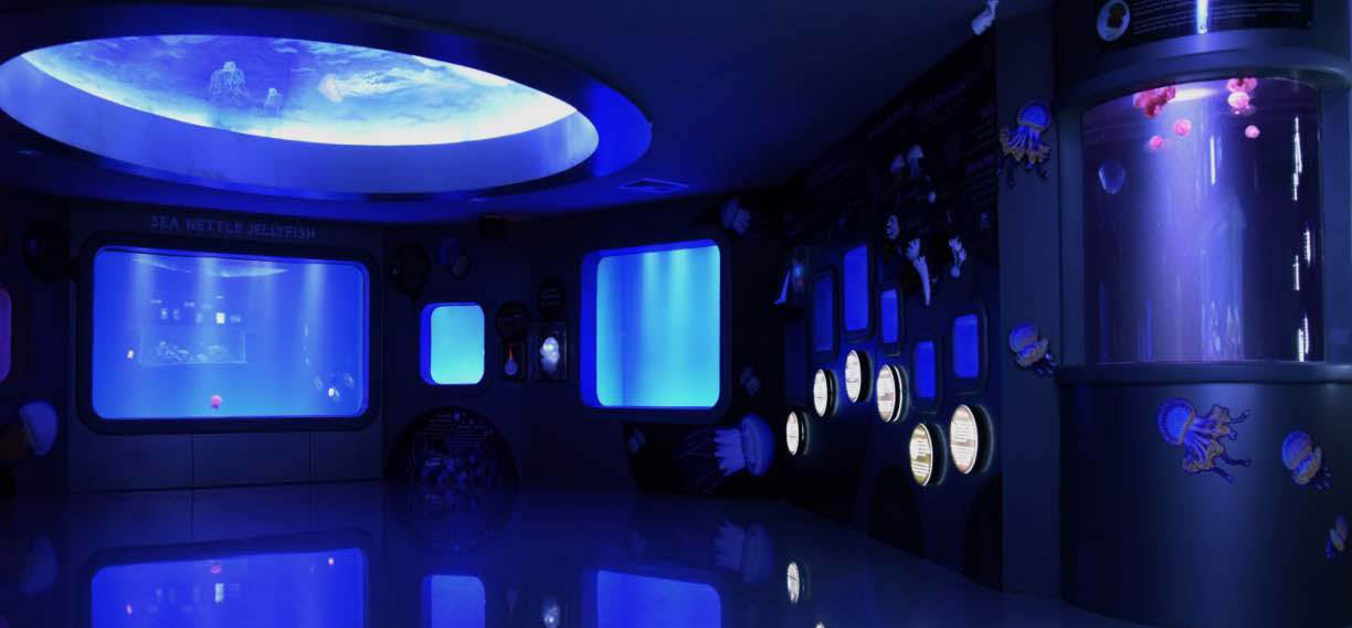 jellyfish zone overall image